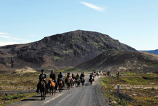 Iceland-Iceland Shorts-Horse Drive in Iceland